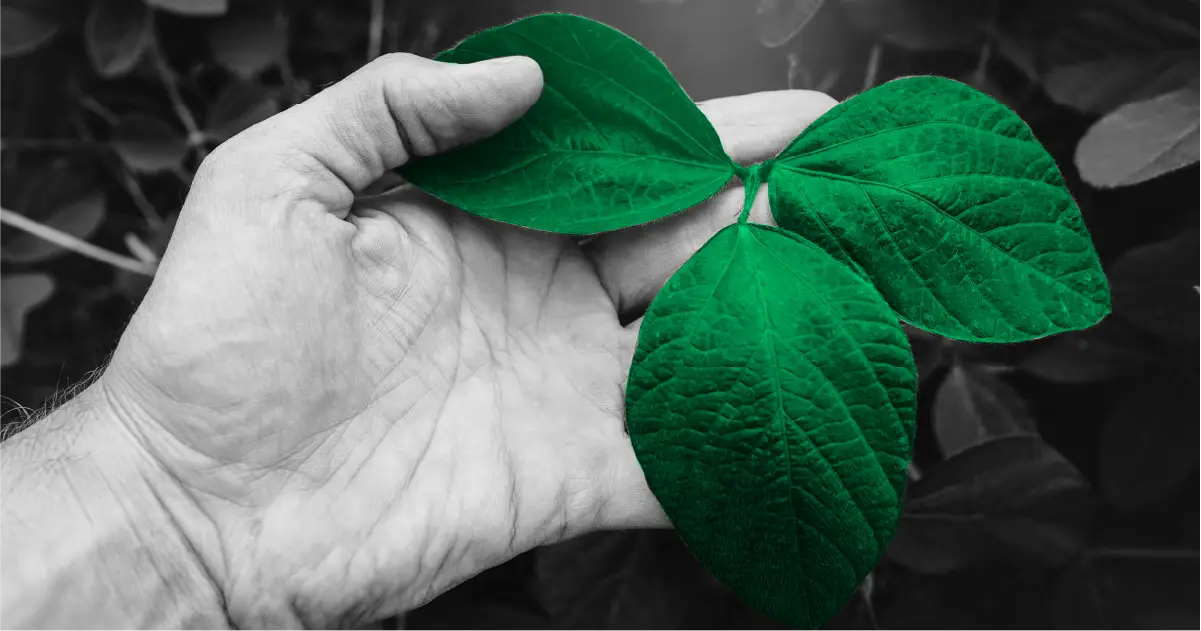 hand holding a soybean leaf in field