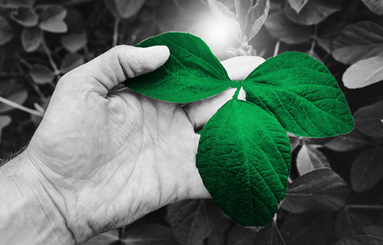 Xitavo Soybean Seed - BASF Herbicide Recommendations